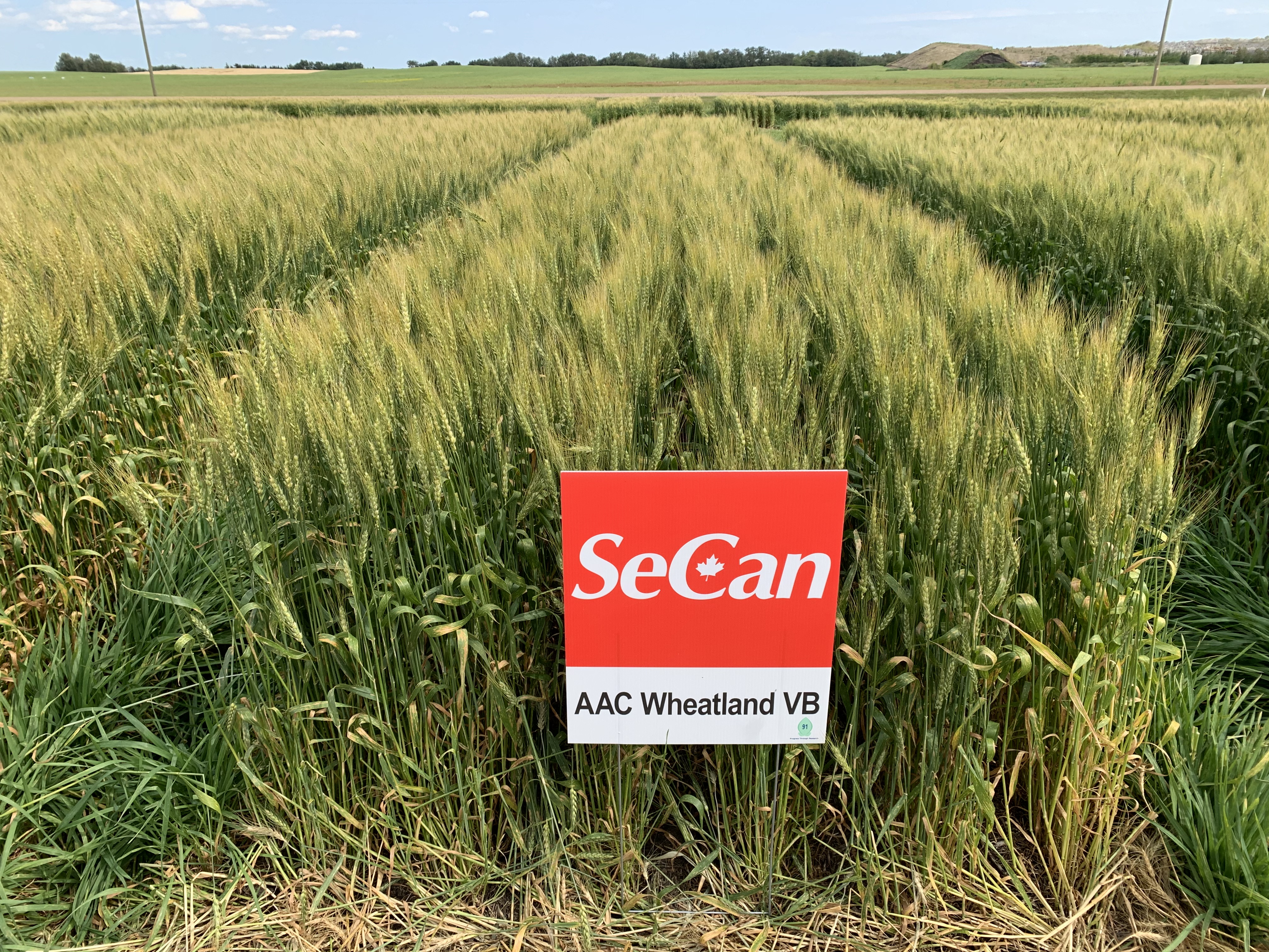 AAC Wheatland VB SeCan